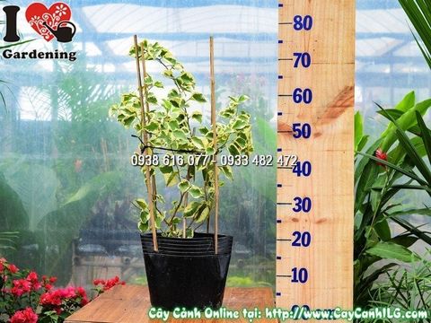 Cây Hoa Giấy Cẩm Thạch – Ý Nghĩa, Cách Chăm Sóc & Mua Bán Sỉ Lẻ Giá Tốt Tại TP.HCM