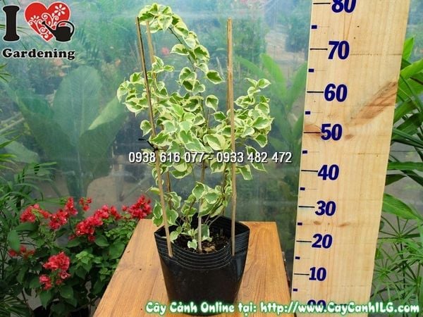 Cây Hoa Giấy Cẩm Thạch – Ý Nghĩa, Cách Chăm Sóc & Mua Bán Sỉ Lẻ Giá Tốt Tại TP.HCM