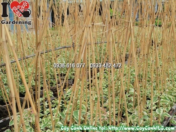 Cây Hoa Giấy Cẩm Thạch – Ý Nghĩa, Cách Chăm Sóc & Mua Bán Sỉ Lẻ Giá Tốt Tại TP.HCM