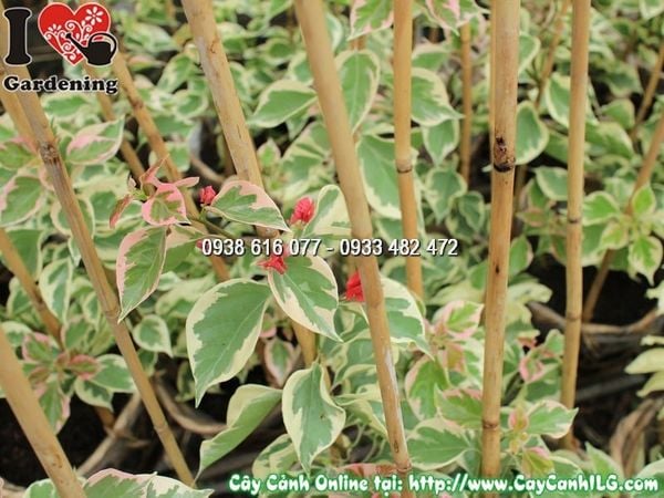 Cây Hoa Giấy Cẩm Thạch – Ý Nghĩa, Cách Chăm Sóc & Mua Bán Sỉ Lẻ Giá Tốt Tại TP.HCM