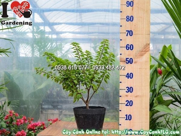 Cây Hoa Giấy Mỹ – Ý Nghĩa, Cách Chăm Sóc & Mua Bán Sỉ Lẻ Giá Tốt Tại TP.HCM