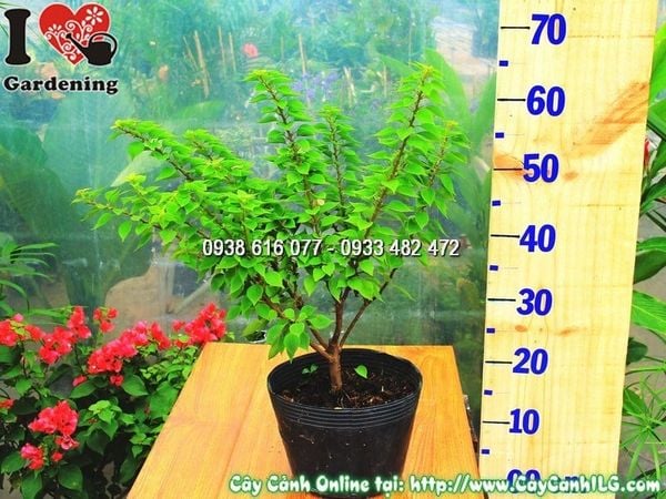 Cây Hoa Giấy Mỹ – Ý Nghĩa, Cách Chăm Sóc & Mua Bán Sỉ Lẻ Giá Tốt Tại TP.HCM