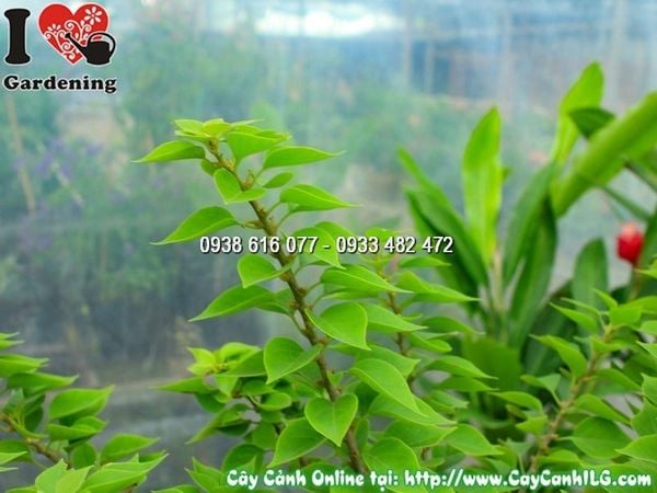 Cây Hoa Giấy Mỹ – Ý Nghĩa, Cách Chăm Sóc & Mua Bán Sỉ Lẻ Giá Tốt Tại TP.HCM
