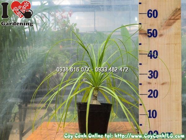 Cây Lan Bình Rượu – Ý Nghĩa, Cách Chăm Sóc & Mua Bán Sỉ Lẻ Giá Tốt Tại TP.HCM