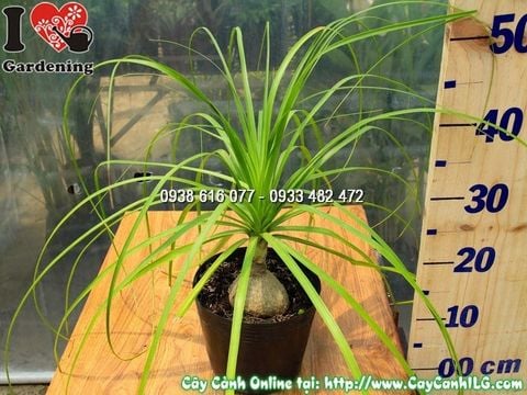 Cây Lan Bình Rượu – Ý Nghĩa, Cách Chăm Sóc & Mua Bán Sỉ Lẻ Giá Tốt Tại TP.HCM