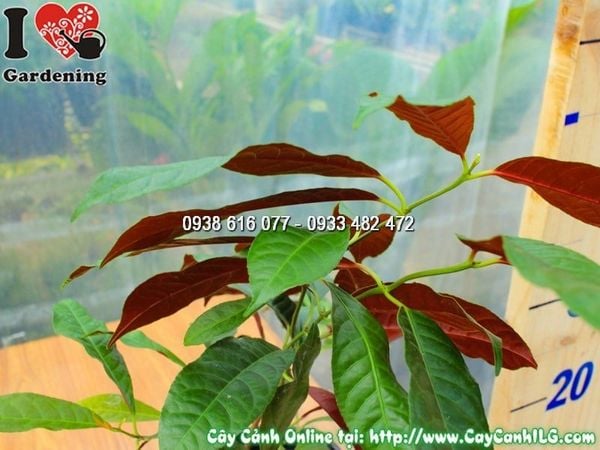 Cây Liễu Hai Da – Ý Nghĩa, Cách Chăm Sóc & Mua Bán Sỉ Lẻ Giá Tốt Tại TP.HCM