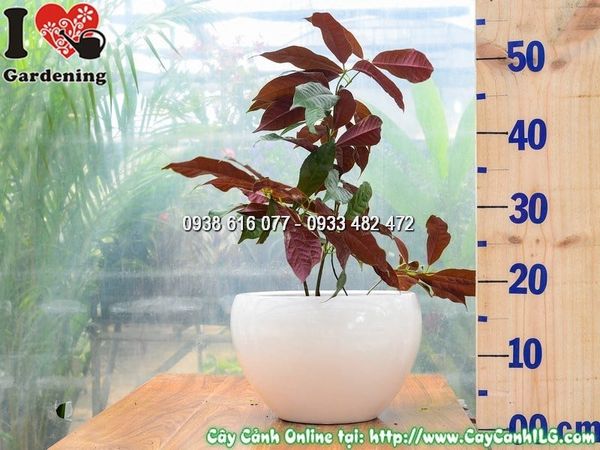 Cây Chậu Liễu Hai Da – Ý Nghĩa, Cách Chăm Sóc & Mua Bán Sỉ Lẻ Giá Tốt Tại TP.HCM