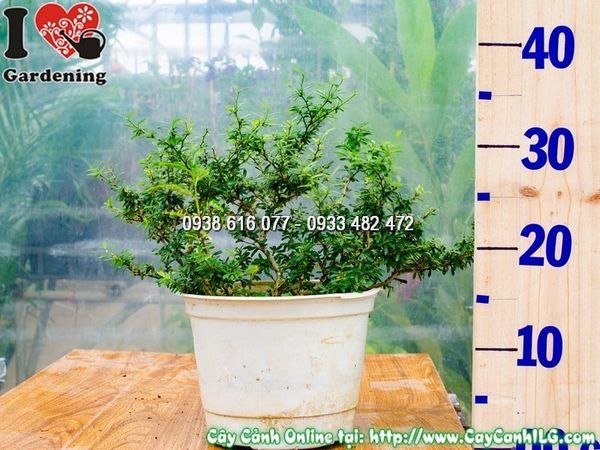 Cây Linh Sam Lá Rí – Ý Nghĩa, Cách Chăm Sóc & Mua Bán Sỉ Lẻ Giá Tốt Tại TP.HCM
