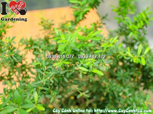 Cây Linh Sam Lá Rí – Ý Nghĩa, Cách Chăm Sóc & Mua Bán Sỉ Lẻ Giá Tốt Tại TP.HCM