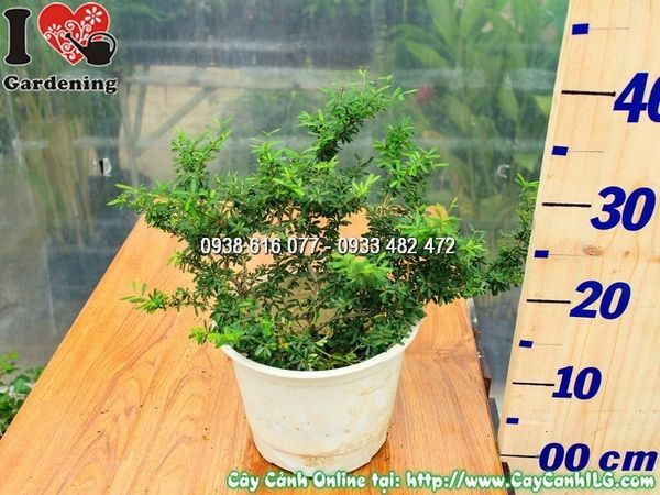 Cây Linh Sam Lá Rí – Ý Nghĩa, Cách Chăm Sóc & Mua Bán Sỉ Lẻ Giá Tốt Tại TP.HCM