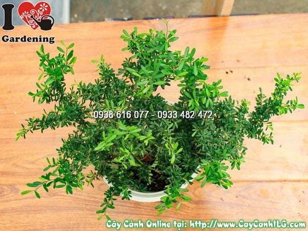 Cây Linh Sam Lá Rí – Ý Nghĩa, Cách Chăm Sóc & Mua Bán Sỉ Lẻ Giá Tốt Tại TP.HCM