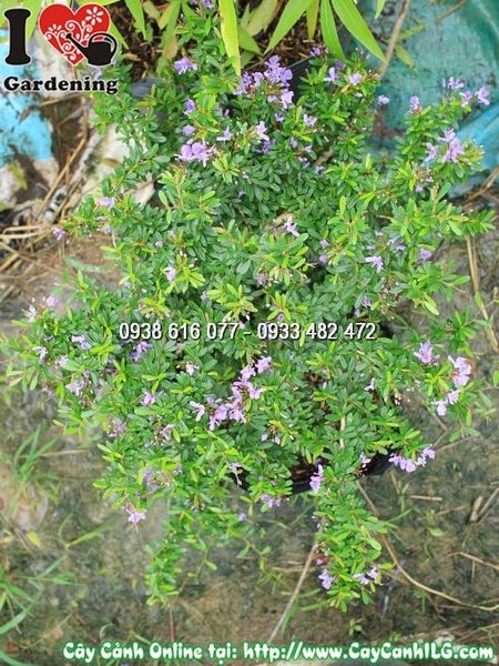 Cây Linh Sam Lá Rí – Ý Nghĩa, Cách Chăm Sóc & Mua Bán Sỉ Lẻ Giá Tốt Tại TP.HCM
