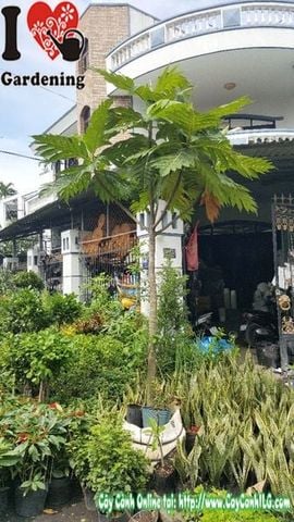 Mua Bán Cây Sake (Sa Kê) Sỉ & Lẻ Giá Tốt TP.HCM