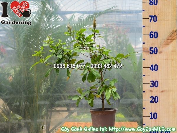 Cây Thần Kỳ – Ý Nghĩa, Cách Chăm Sóc & Mua Bán Sỉ Lẻ Giá Tốt Tại TP.HCM