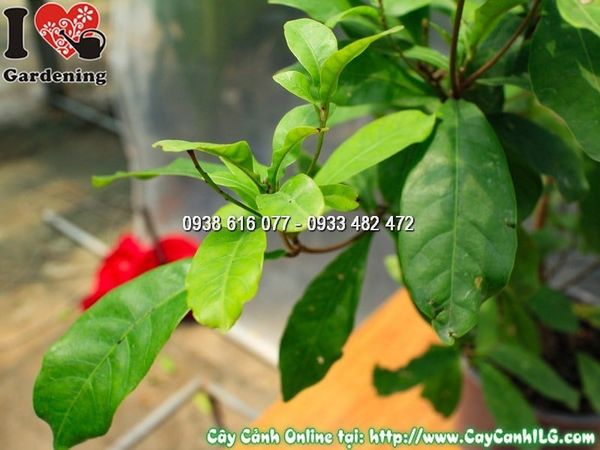 Cây Thần Kỳ – Ý Nghĩa, Cách Chăm Sóc & Mua Bán Sỉ Lẻ Giá Tốt Tại TP.HCM