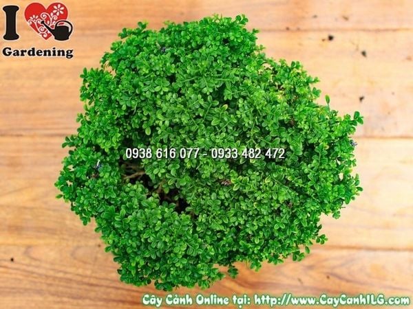 Cây Toàn Cầu – Ý Nghĩa, Cách Chăm Sóc & Mua Bán Sỉ Lẻ Giá Tốt Tại TP.HCM