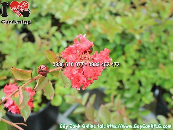 Cây Tường Vi Hoa Đỏ – Ý Nghĩa, Cách Chăm Sóc & Mua Bán Sỉ Lẻ Giá Tốt Tại TP.HCM