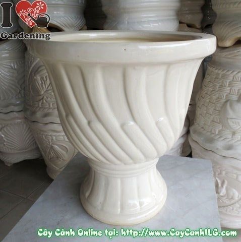 Cây Chậu Ly Men Trắng – Ý Nghĩa & Mua Bán Sỉ Lẻ Giá Tốt Tại TP.HCM