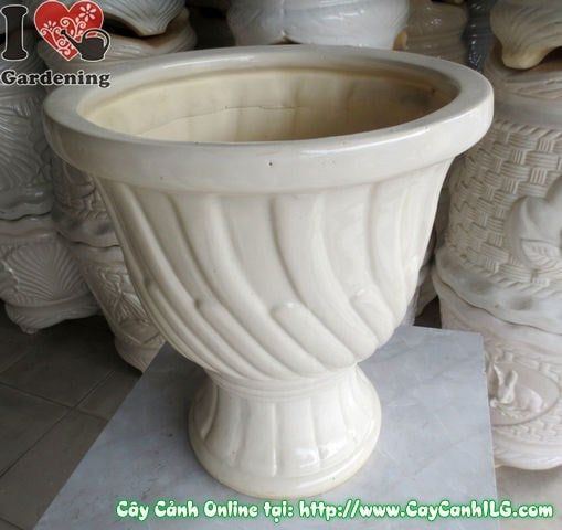 Cây Chậu Ly Men Trắng – Ý Nghĩa & Mua Bán Sỉ Lẻ Giá Tốt Tại TP.HCM