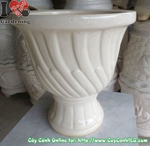Cây Chậu Ly Men Trắng – Ý Nghĩa & Mua Bán Sỉ Lẻ Giá Tốt Tại TP.HCM