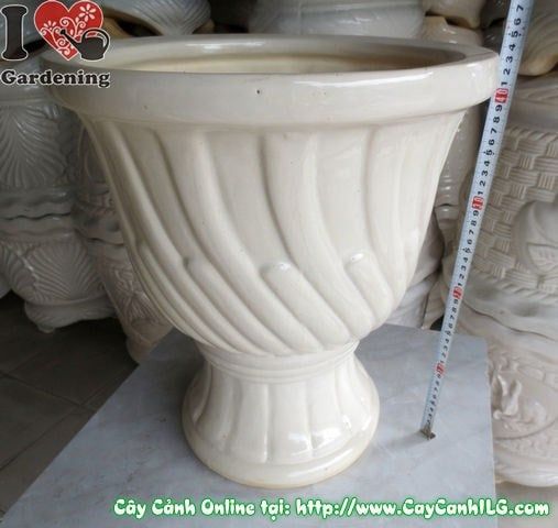 Cây Chậu Ly Men Trắng – Ý Nghĩa & Mua Bán Sỉ Lẻ Giá Tốt Tại TP.HCM