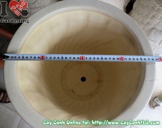 Cây Chậu Ly Men Trắng – Ý Nghĩa & Mua Bán Sỉ Lẻ Giá Tốt Tại TP.HCM