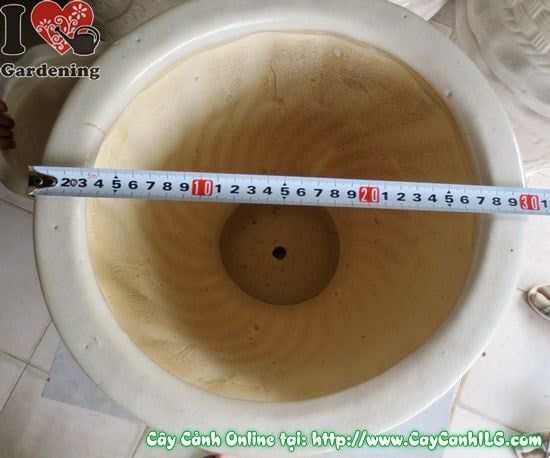 Cây Chậu Ly Men Trắng – Ý Nghĩa & Mua Bán Sỉ Lẻ Giá Tốt Tại TP.HCM