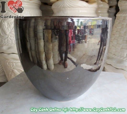 Cây Chậu Men Đen – Ý Nghĩa & Mua Bán Sỉ Lẻ Giá Tốt Tại TP.HCM