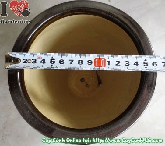 Cây Chậu Men Đen – Ý Nghĩa & Mua Bán Sỉ Lẻ Giá Tốt Tại TP.HCM