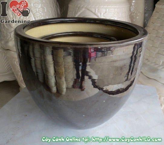 Cây Chậu Men Đen – Ý Nghĩa & Mua Bán Sỉ Lẻ Giá Tốt Tại TP.HCM