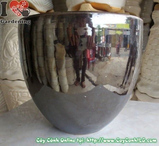 Cây Chậu Men Đen – Ý Nghĩa & Mua Bán Sỉ Lẻ Giá Tốt Tại TP.HCM