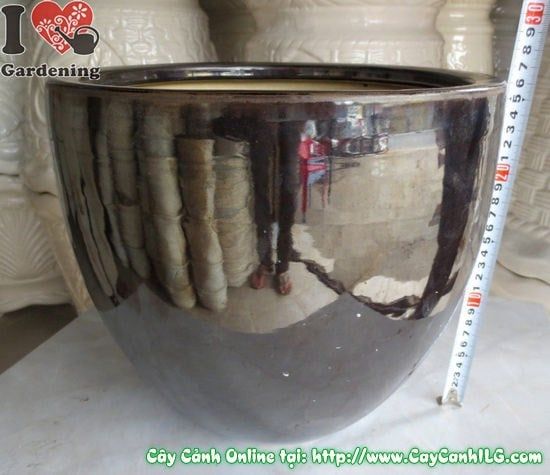 Cây Chậu Men Đen – Ý Nghĩa & Mua Bán Sỉ Lẻ Giá Tốt Tại TP.HCM