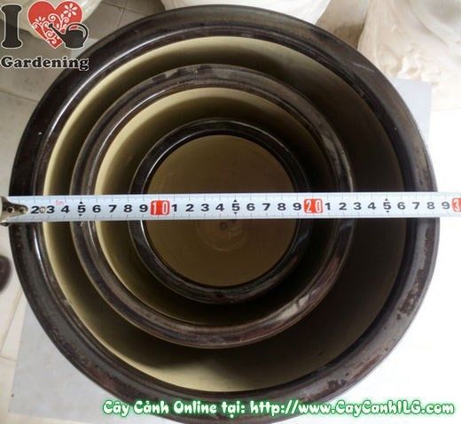Cây Chậu Men Đen – Ý Nghĩa & Mua Bán Sỉ Lẻ Giá Tốt Tại TP.HCM