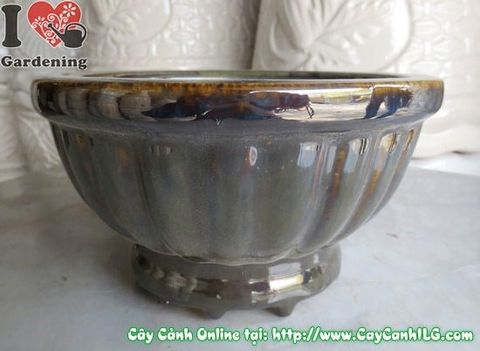 Cây Chậu Men Nâu Đen – Ý Nghĩa, Cách Bảo Quản & Mua Bán Sỉ Lẻ Giá Tốt Tại TP.HCM