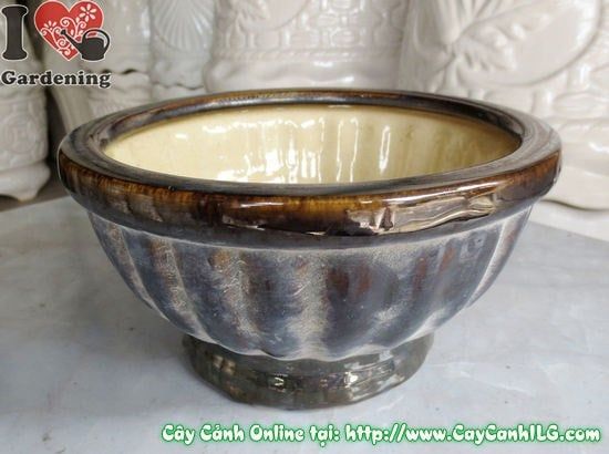 Cây Chậu Men Nâu Đen – Ý Nghĩa, Cách Bảo Quản & Mua Bán Sỉ Lẻ Giá Tốt Tại TP.HCM
