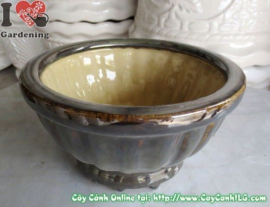 Cây Chậu Men Nâu Đen – Ý Nghĩa, Cách Bảo Quản & Mua Bán Sỉ Lẻ Giá Tốt Tại TP.HCM