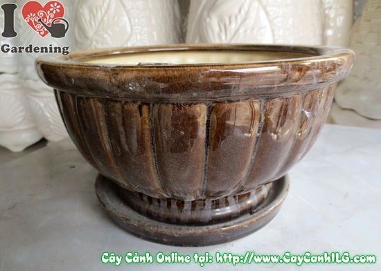 Cây Chậu Men Nâu Đen – Ý Nghĩa, Cách Bảo Quản & Mua Bán Sỉ Lẻ Giá Tốt Tại TP.HCM