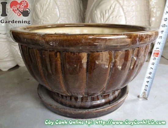 Cây Chậu Men Nâu Đen – Ý Nghĩa, Cách Bảo Quản & Mua Bán Sỉ Lẻ Giá Tốt Tại TP.HCM