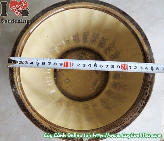 Cây Chậu Men Nâu Đen – Ý Nghĩa, Cách Bảo Quản & Mua Bán Sỉ Lẻ Giá Tốt Tại TP.HCM