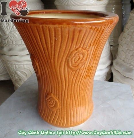 Cây Chậu Trúc Men Nâu – Ý Nghĩa & Mua Bán Sỉ Lẻ Giá Tốt Tại TP.HCM