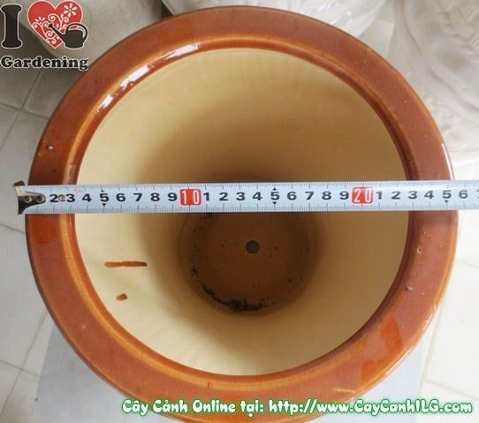 Cây Chậu Trúc Men Nâu – Ý Nghĩa & Mua Bán Sỉ Lẻ Giá Tốt Tại TP.HCM