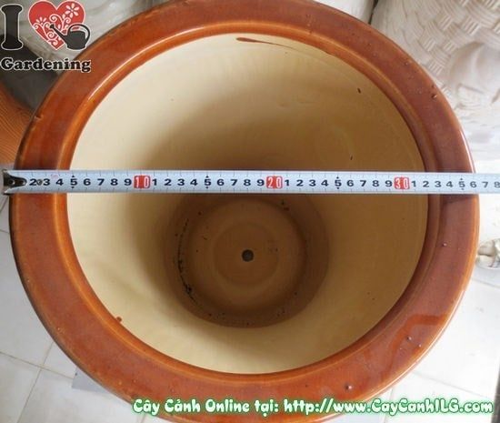 Cây Chậu Trúc Men Nâu – Ý Nghĩa & Mua Bán Sỉ Lẻ Giá Tốt Tại TP.HCM