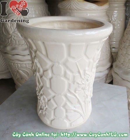 Cây Chậu Trúc Men Trắng – Ý Nghĩa & Mua Bán Sỉ Lẻ Giá Tốt Tại TP.HCM