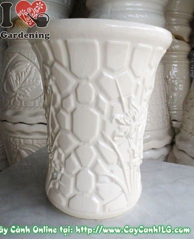 Cây Chậu Trúc Men Trắng – Ý Nghĩa & Mua Bán Sỉ Lẻ Giá Tốt Tại TP.HCM