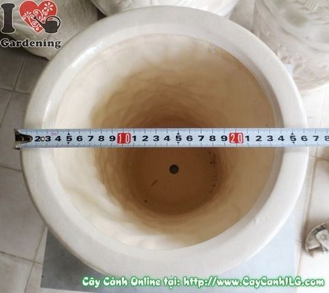 Cây Chậu Trúc Men Trắng – Ý Nghĩa & Mua Bán Sỉ Lẻ Giá Tốt Tại TP.HCM