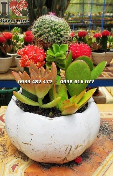 Cây Chậu Xương Rồng – Ý Nghĩa, Cách Chăm Sóc & Mua Bán Sỉ Lẻ Giá Tốt Tại TP.HCM