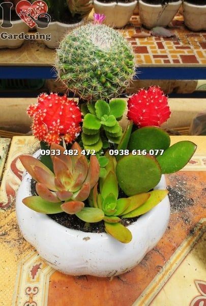 Cây Chậu Xương Rồng – Ý Nghĩa, Cách Chăm Sóc & Mua Bán Sỉ Lẻ Giá Tốt Tại TP.HCM
