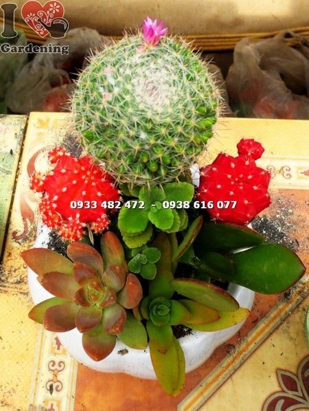 Cây Chậu Xương Rồng – Ý Nghĩa, Cách Chăm Sóc & Mua Bán Sỉ Lẻ Giá Tốt Tại TP.HCM