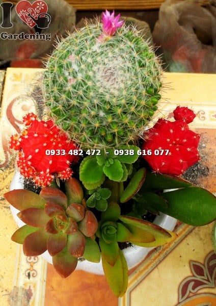 Cây Chậu Xương Rồng – Ý Nghĩa, Cách Chăm Sóc & Mua Bán Sỉ Lẻ Giá Tốt Tại TP.HCM