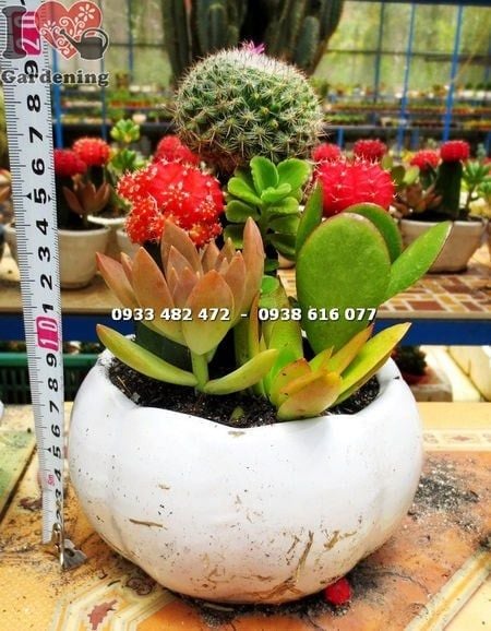 Cây Chậu Xương Rồng – Ý Nghĩa, Cách Chăm Sóc & Mua Bán Sỉ Lẻ Giá Tốt Tại TP.HCM